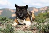 AKITA AMERICAIN 300